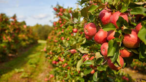 The Future of Orchard Fruit in the UK