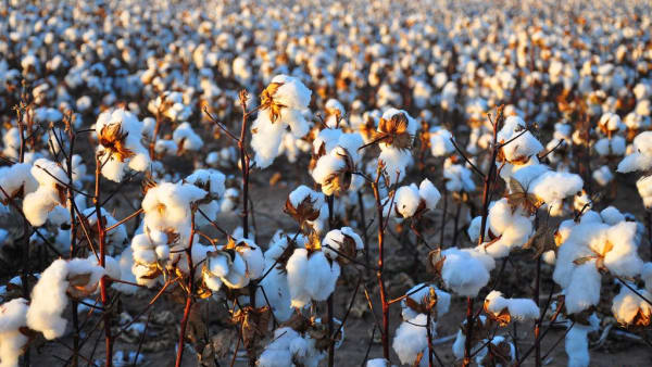 Cotton 2040 Impact Report