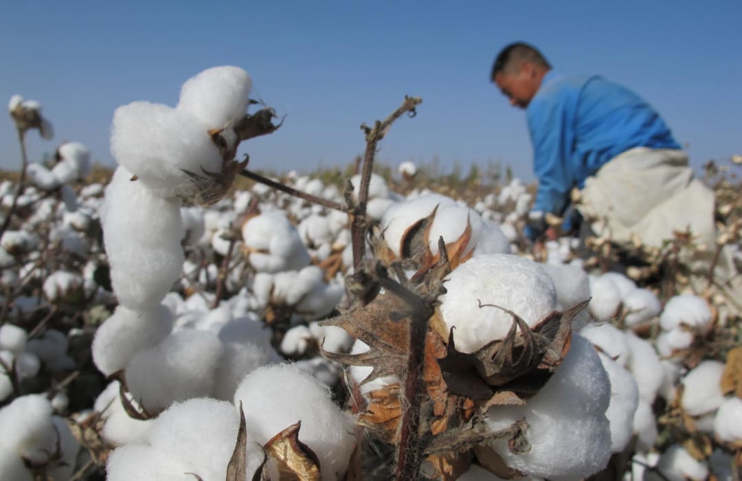 Cotton 2040: aligning sustainability impact metrics