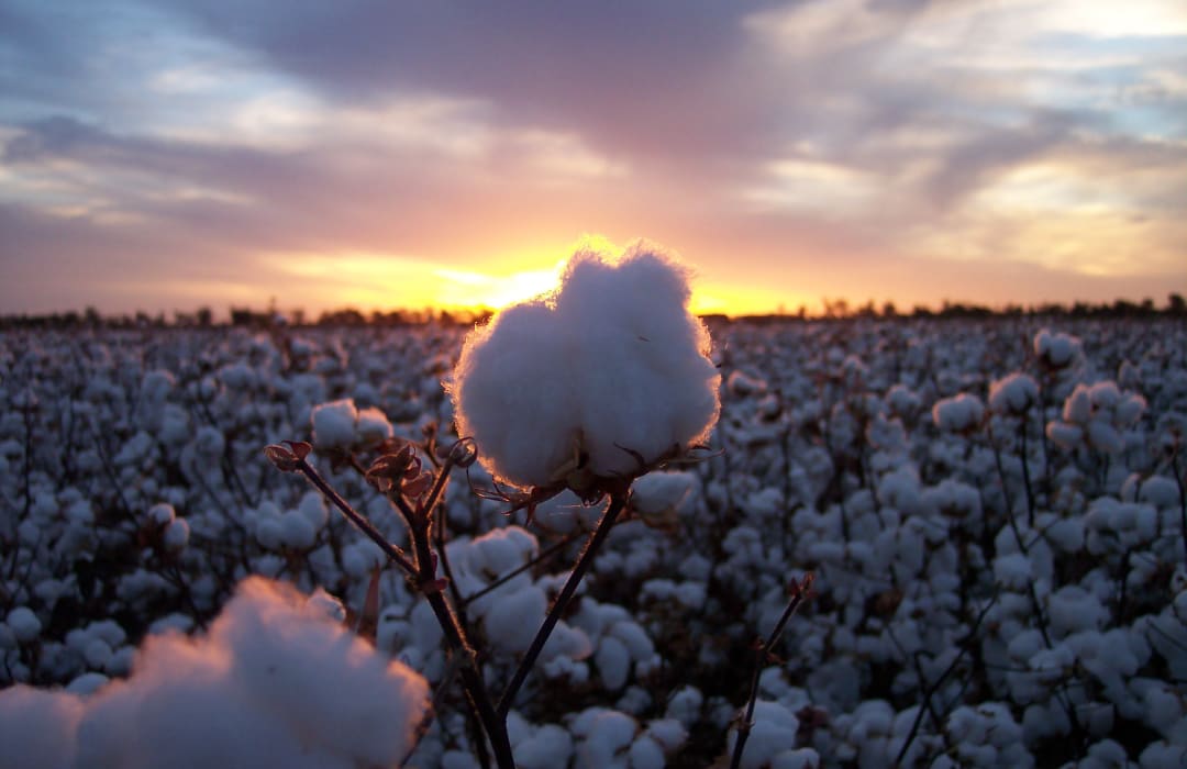 Why we need to transform commodity value chains (and what this means for cotton)