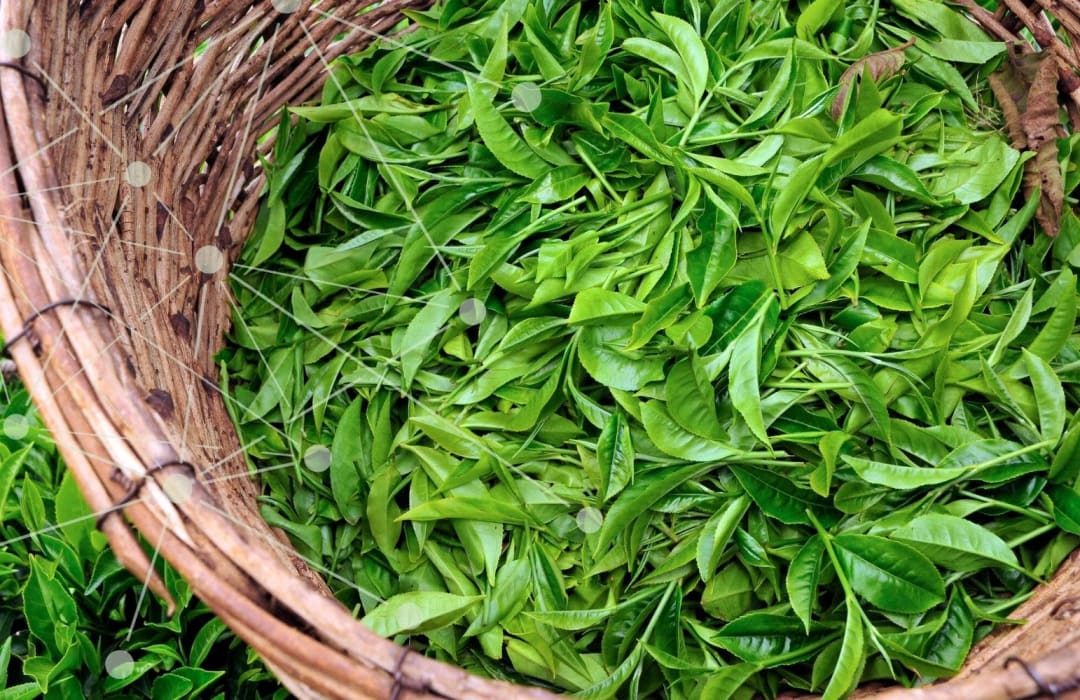 Catalysing systemic action for a more sustainable tea sector – the story of Tea 2030