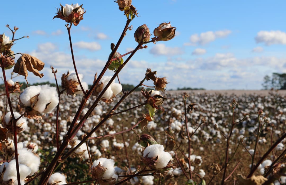 Reflections on World Cotton Day: lessons learned from building uptake of sustainable cotton