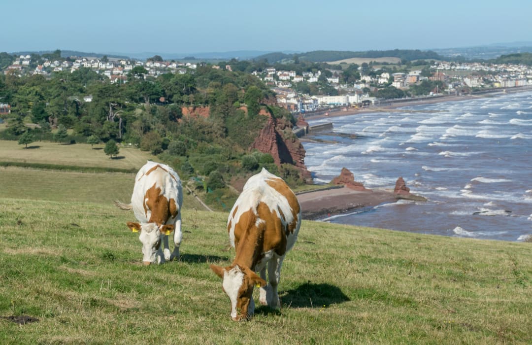 The Future of Dairy in the UK