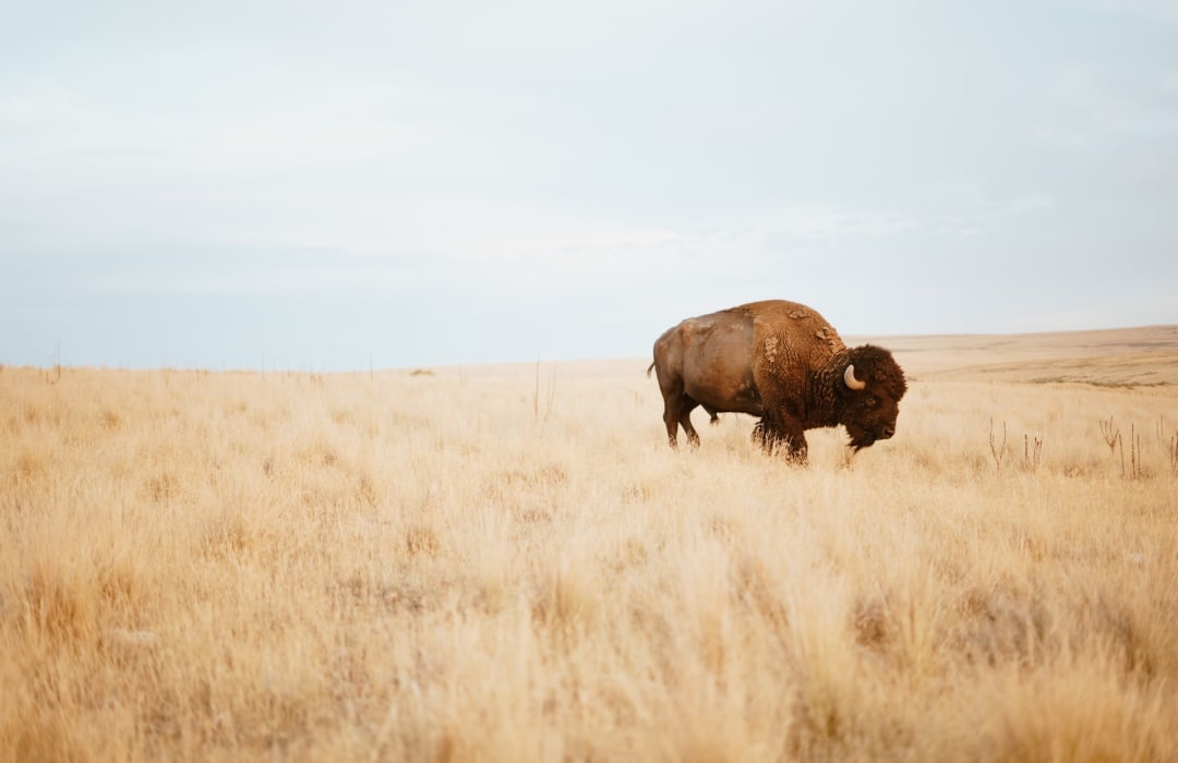 Radical shifts are needed in what we mean by farming and how we think about land