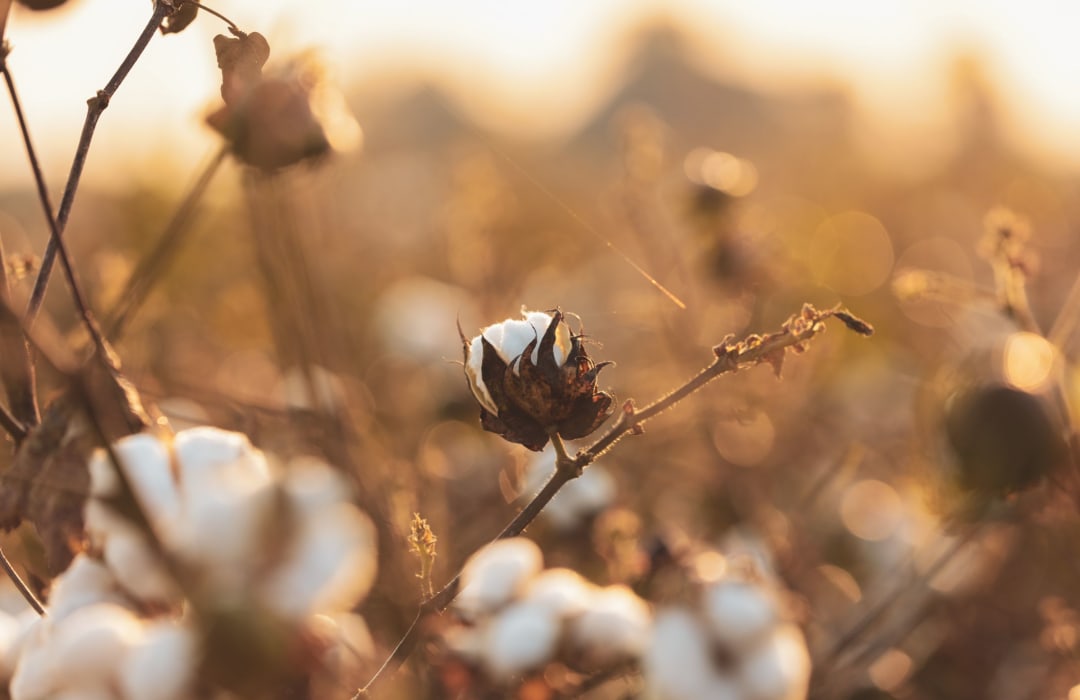 ESMC, US Cotton Trust Protocol, Manulife Investment Management, and Forum for the Future Launch Project for Southern Cotton Farmers to Participate in Ecosystem Services Markets