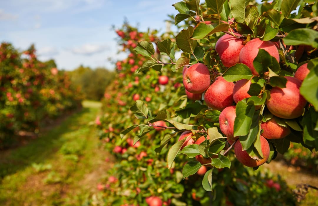 The Future of Orchard Fruit in the UK