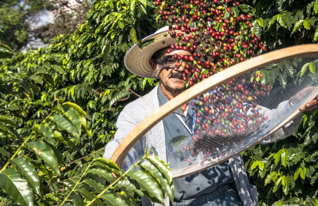 How rebalancing power dynamics can create more sustainable coffee value chains