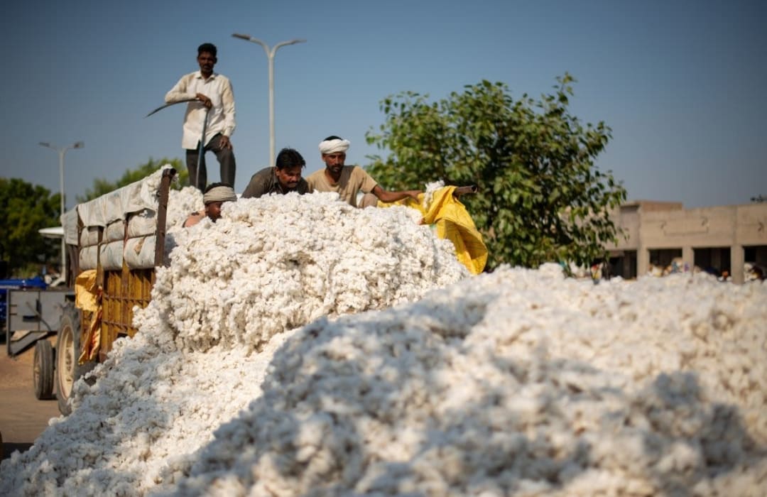 Half of all cotton growing regions could face severe climate risks by 2040