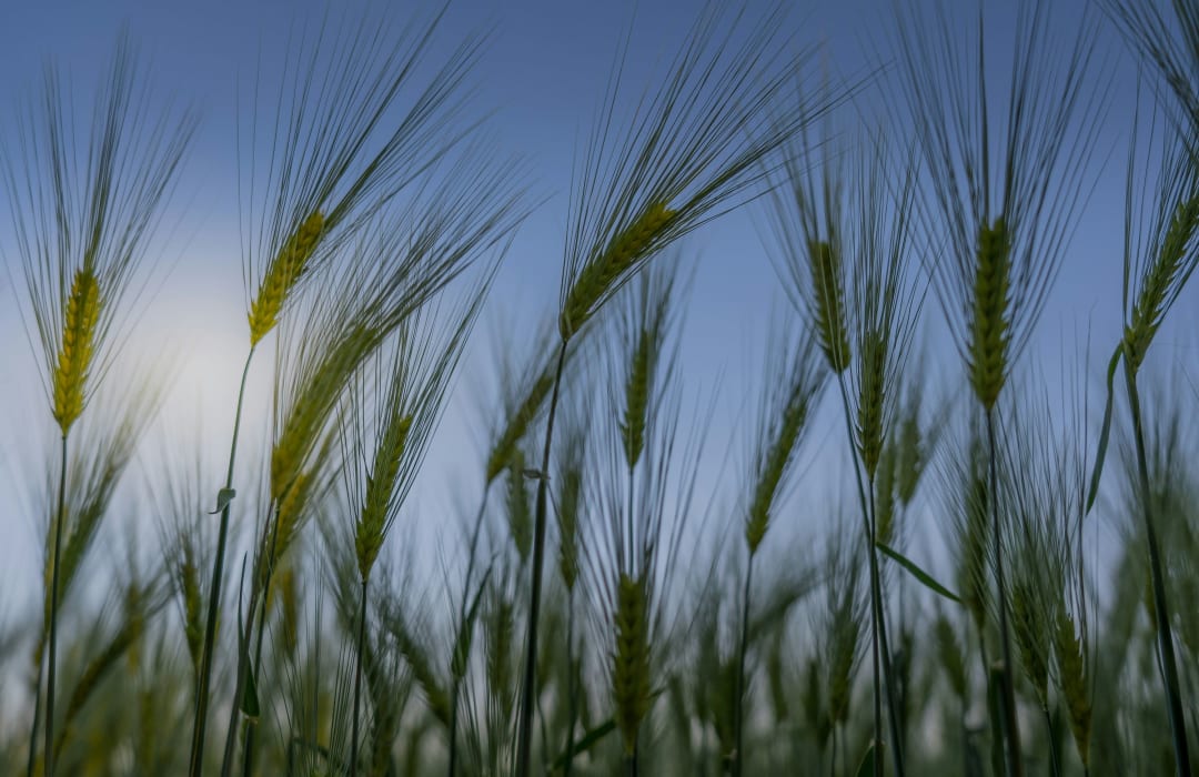 Growing a new future for UK agriculture