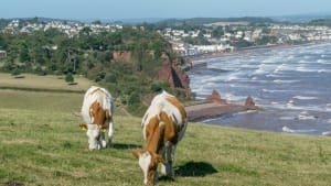 The Future of Dairy in the UK