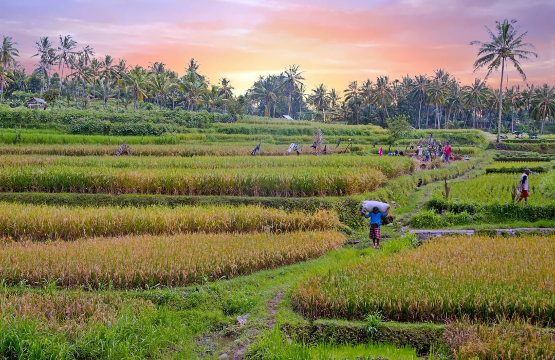 Cultivating tomorrow: Agroecology&#39;s role in sustainable food systems